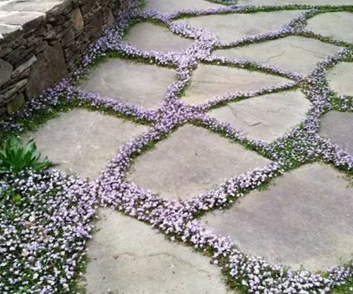 石縫間嵌入草花 石縫間嵌入草花
