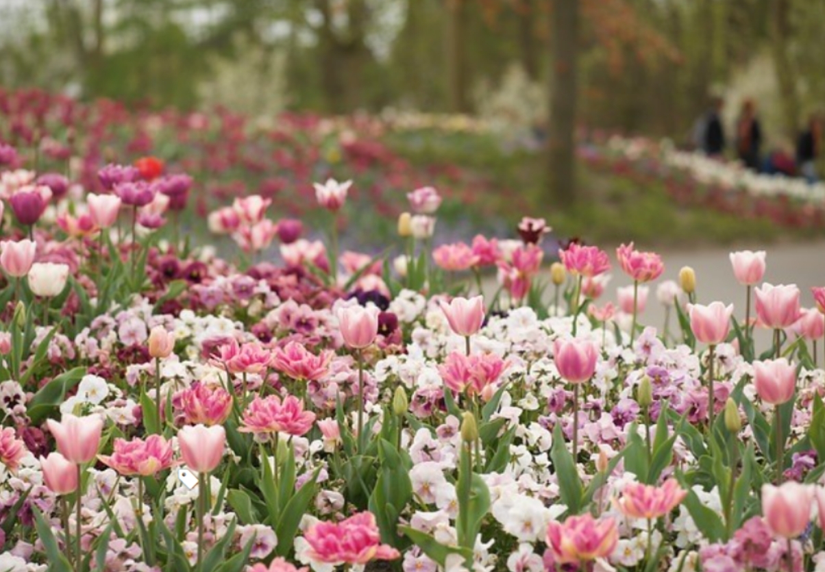 不種滿花，怎么叫花園？